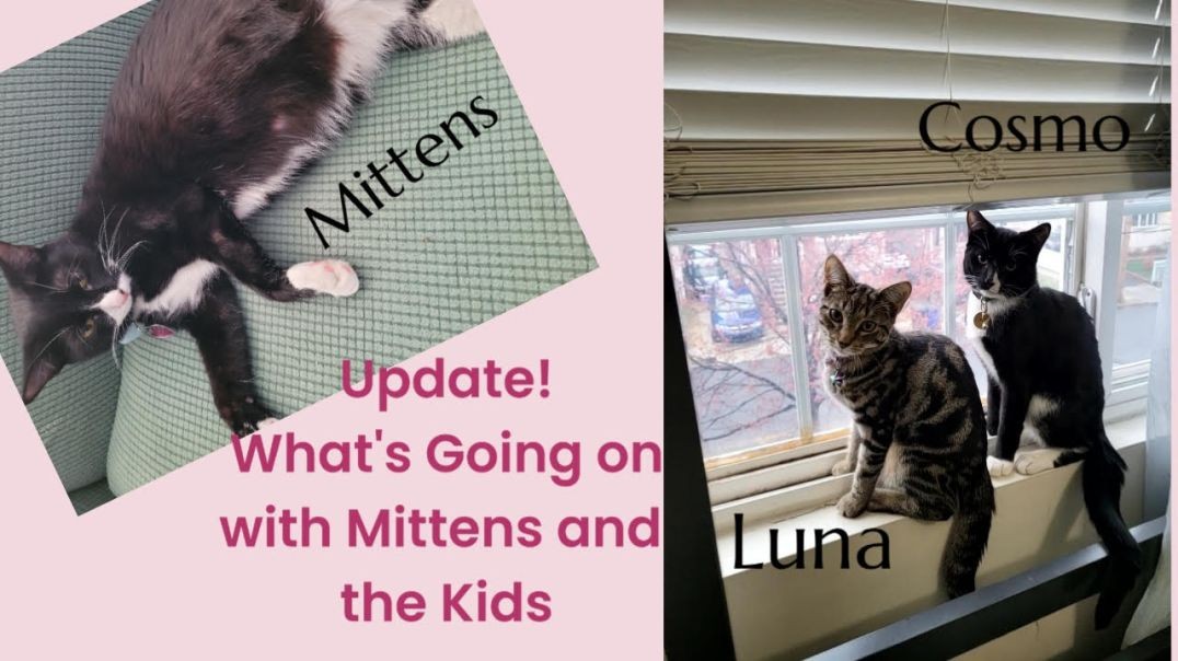 Update! Whats going on with Mittens and the Kids