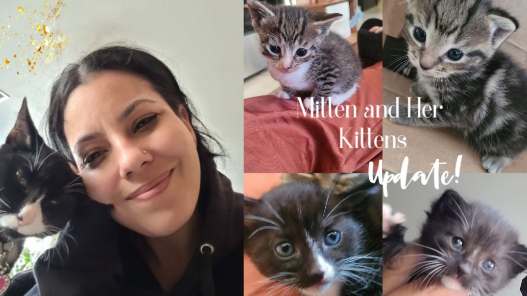 ⁣Mittens and Her Kittens! Update!