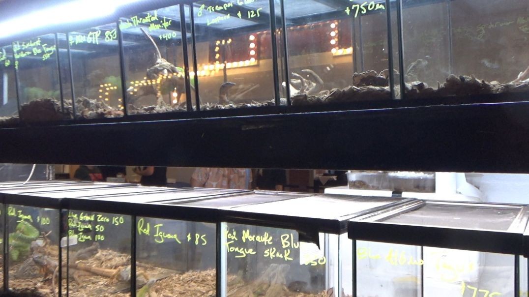 ⁣NEW YORK METRO REPTILE EXPO FLOOR WALKTHROUGH JULY 2023