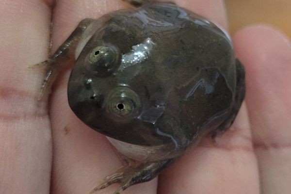 Budgett Frogs: The Bizarre, Grumpy-Looking Amphibians You’ll Love